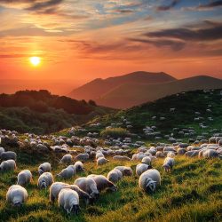 lana-pecore
